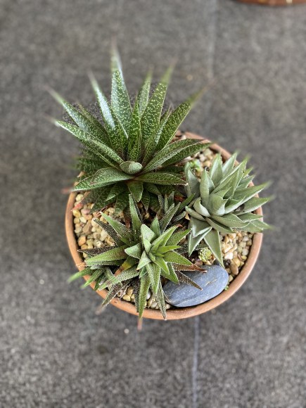 Small Succulent bowl